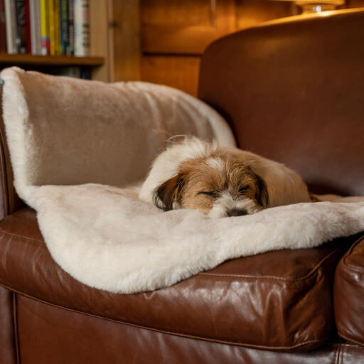 Terrier sover på hyggeligt tæppe i imiteret lammeskind, draperet på lysebrun lædersofa