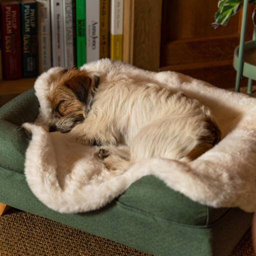 Terrier sover på et tæppe i imiteret lammeskind på en grøn seng