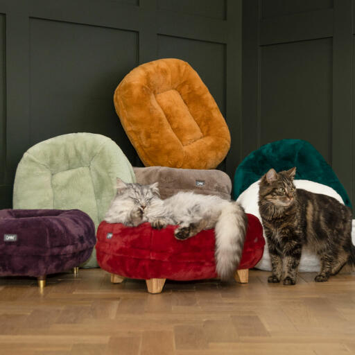 Katte sover på Maya Donut kattesenge, der fås i nye farver.