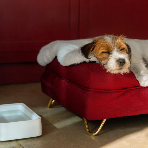 Hund sover på sin bolster hundeseng