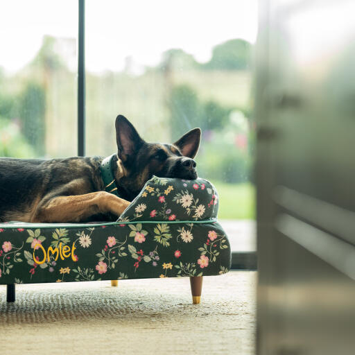 En schæferhund hviler sig i en Midnight Meadow hundeseng med støttekant