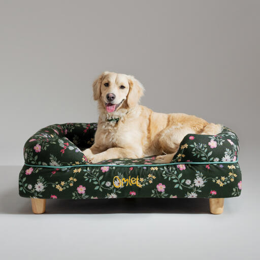 En miniature Golden retriever hviler i Midnight Meadow hundeseng med støttekant