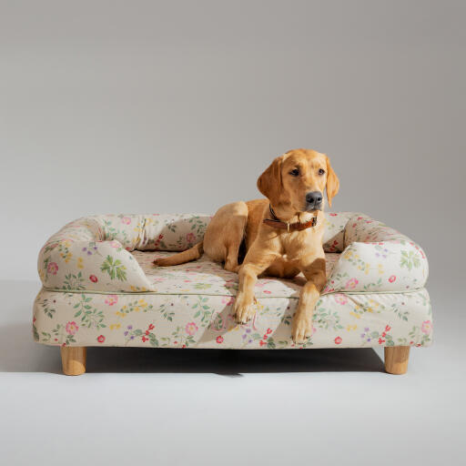 En retriever hviler sig i Morning Meadow hundeseng med støttekant