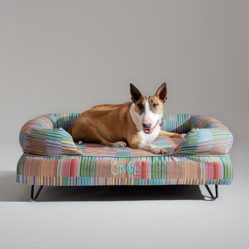 En bullterrier hviler på toppen af Pawsteps Electric hundeseng med støttekant