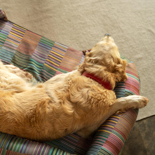 En Golden retriever hviler på toppen af Pawsteps Electric hundeseng med støttekant