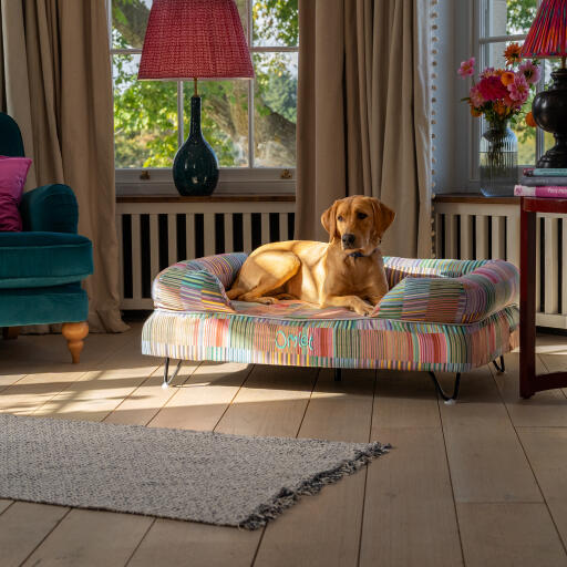 En retriever hviler på toppen af Pawsteps Electric hundeseng med støttekant