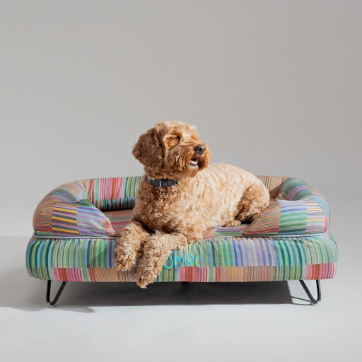 En Goldendoodle hviler på toppen af Pawsteps Electric hundeseng med støttekant