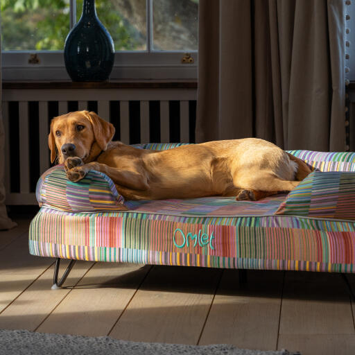 En retriever hviler på toppen af Pawsteps Electric hundeseng med støttekant