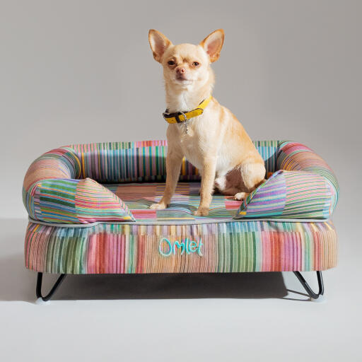 En chihuahua sidder på Pawsteps Electric hundeseng med støttekant