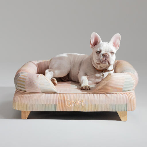 En fransk bulldog slapper af i Pawsteps Natural hundeseng med støttekant