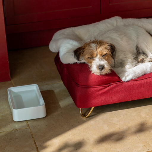 Hund sover på sin bolster hundeseng