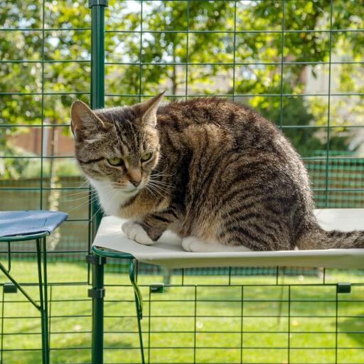 Kat sidder på hvid vandtæt kattehylde i udendørs catio