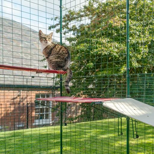 Kat sidder på rød vandtæt kattehylde i udendørs catio