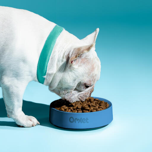 Hvid fransk bulldog spiser af en Omlet hundeskål i farvestorm