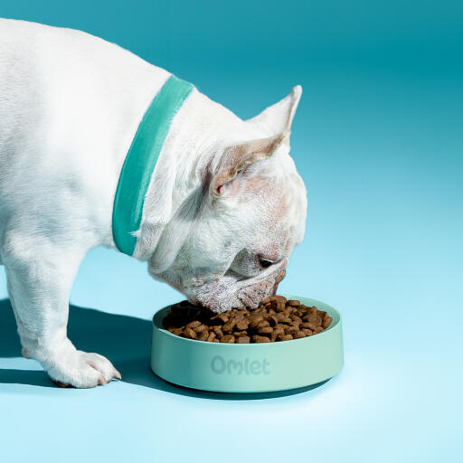 Hvid fransk bulldog spiser af en Omlet hundeskål i salvie