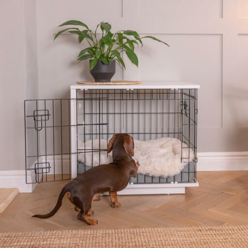 Gravhund klatrer ind i Omlet Fido Studio hund kasse møbler