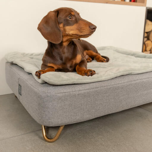 Gravhund sidder på Omlet Topology hundeseng med quiltet betræk og Gold hårnåle fødder