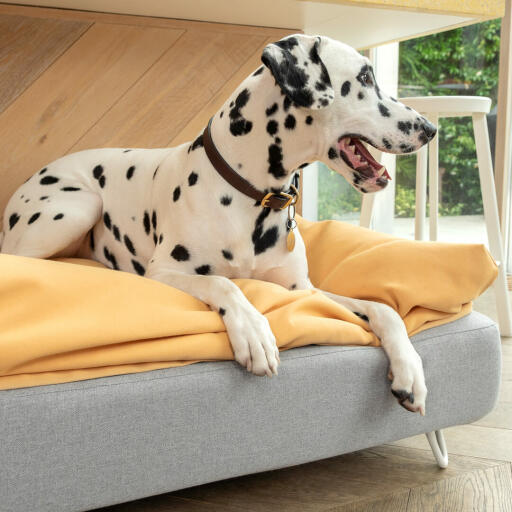 Dalmatinerhund sidder på Omlet Topology hundeseng med sækkestøtte og hvide hårnåle fødder