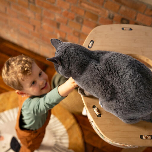Lille dreng rækker op til en kat i en indendørs Freestyle kattehængekøje