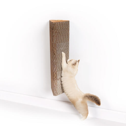 Katte kradser et vægmonteret kradsetræ i pap
