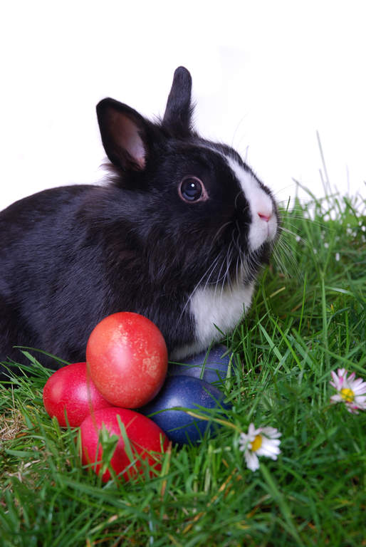 Løvehoved kanin | Lionhead For Sale | Rabbit Breeds