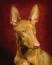 Et nærbillede af en faraoh-hunds smukke korte pels og store, spidse ører