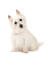 En nysgerrig lille west highland terrier med en smuk, lang, hvid pels