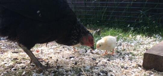 Det største, du nogensinde vil se, når du holder kyllinger, er båndet mellem en høne og hendes kyllinger.