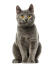 En chartreux-kat med en dyb grå pels