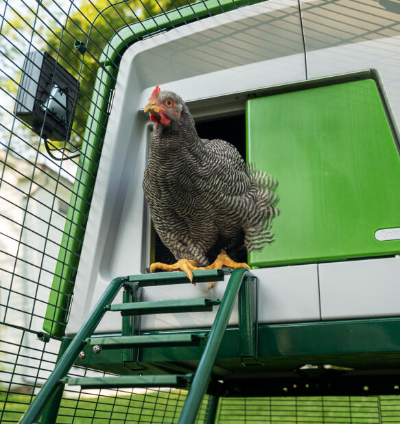 Kylling på vej ud af en automatisk dør på Eglu Cube