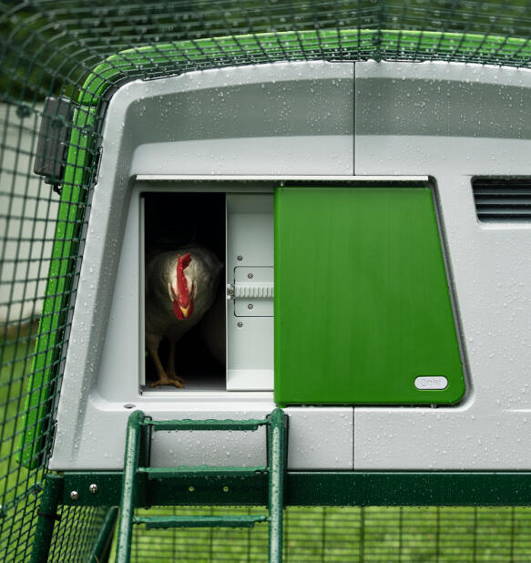 En kylling forlader Eglu Cube bruger Autodoor.