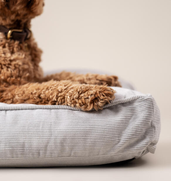 Et nærbillede af en hund, der hviler sig på en fløjlshundepude.