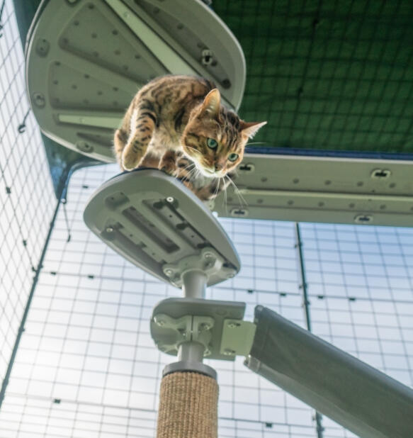 En kat, der klatrer ned ad trappen til det udendørs Freestyle kattetræ.