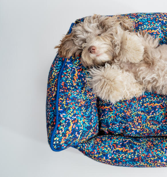 Pjusket hund, der ligger i en neonfarvet rede-seng