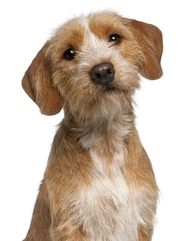 Basset Fauve De Bretagne Dogs Information Om Racer Omlet Fauve has its own record label called fauve corp. basset fauve de bretagne dogs