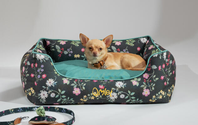 Chihuahua hviler på en mørk blomstret hundeseng