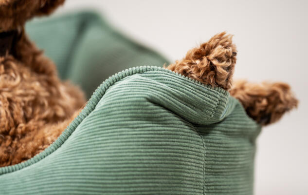 Nærbillede af poter, der hviler mod Corduroy Moss rede-sengen til hunde