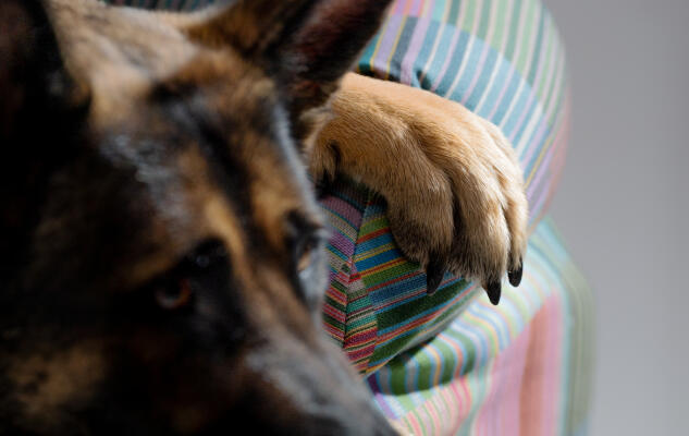 Close up of a German Shepherd resting on a patterned comfortable Omlet Dog Bolster Bed.