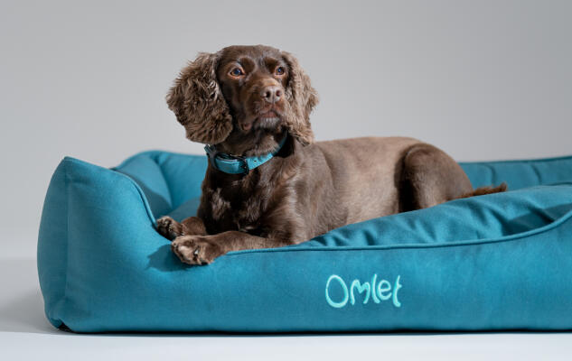 Cocker Spaniel ligger i en smart og rengøringsvenlig Omlet rede-seng til hunde