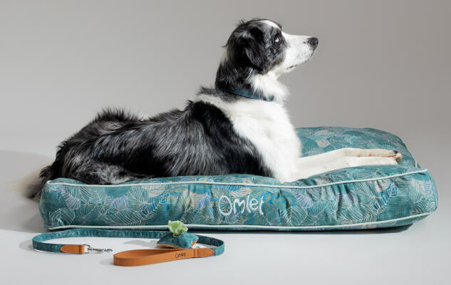 Collie-kryds ligger på en mønstret Omlet pudeseng til hunde med matchende hundesnor og møgposeholder
