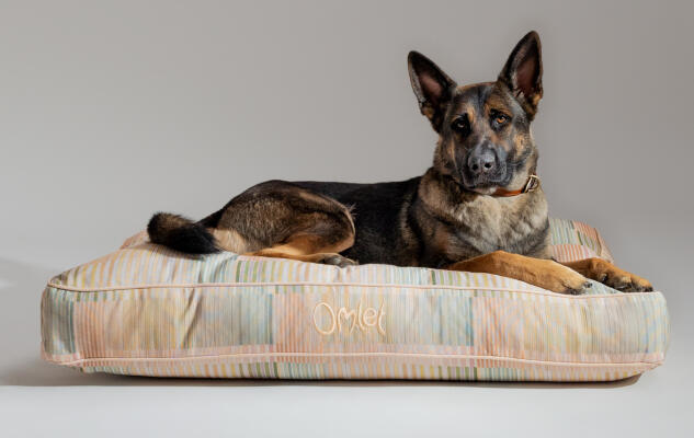 Schæferhund ligger på en flytbar Omlet pudeseng, der er let at rengøre
