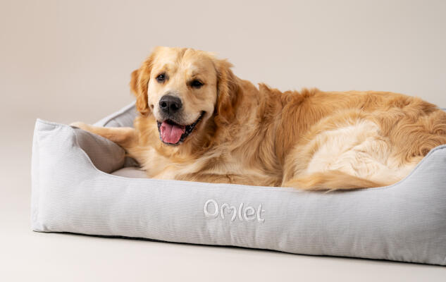 Retriever ligger i en blød og støttende rede-seng til hunde af Omlet