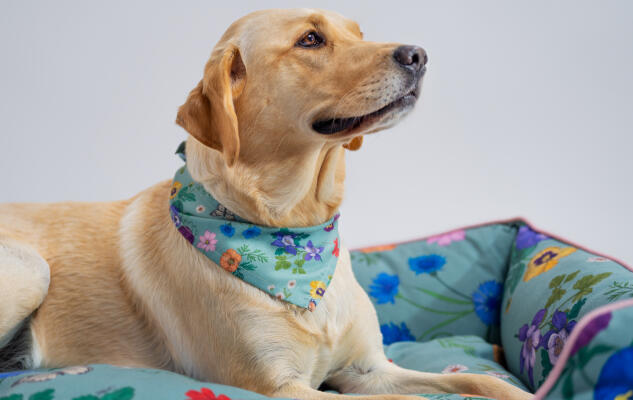 Golden retriever hopper ud af en rede-seng