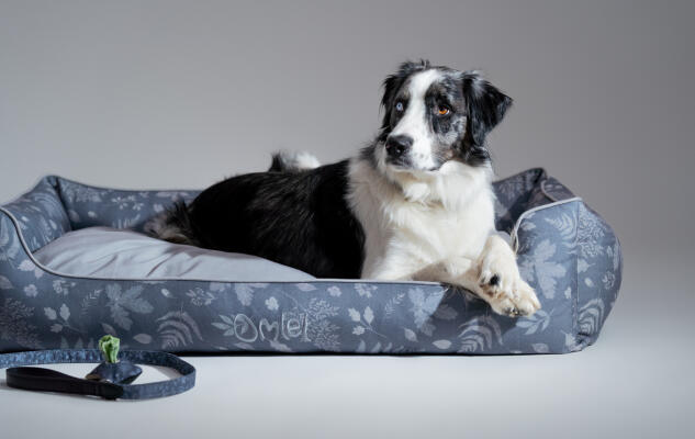 Collie hviler på en grå, behagelig rede-seng til hunde
