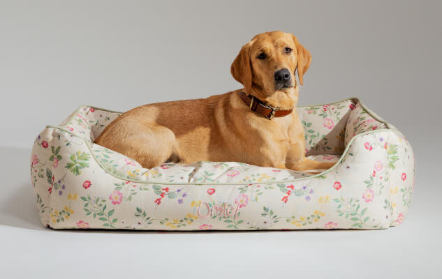 Retriever ligger i en blød og støttende rede-seng til hunde af Omlet