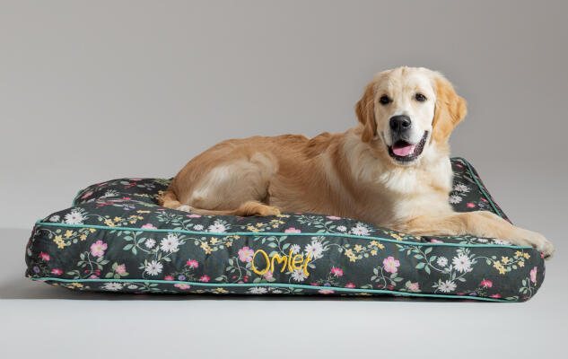 Retriever ligger på en behagelig Omlet pudeseng til hunde, der er let at rengøre