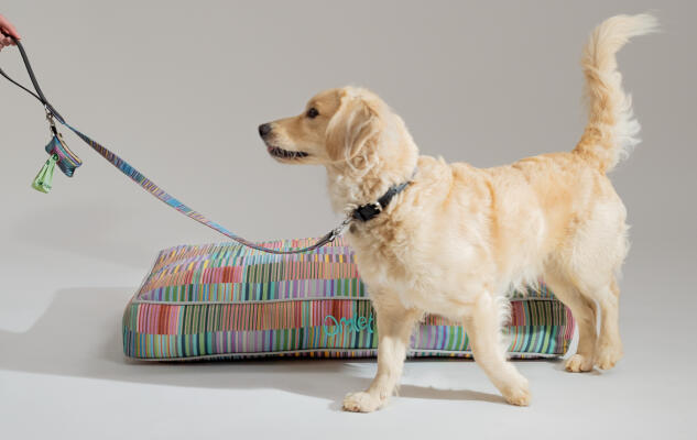 Retriever med en signaturprint Omlet pudeseng til hunde med matchende hundesnor og møgposeholder