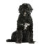 En sund og rask voksen portugisisk vandhund med en vidunderlig tyk sort pels