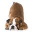 En legesyg bulldog, der bukker sig ned med et sødt, utilfreds udtryk om sig