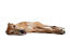 En hvilende greyhound, der nyder sin tid på gulvet